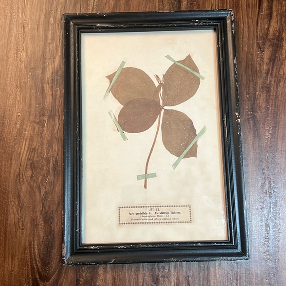 Vintage look framed picture. Plant Paris Qudrifellia framed picture. - Picture 2 of 3